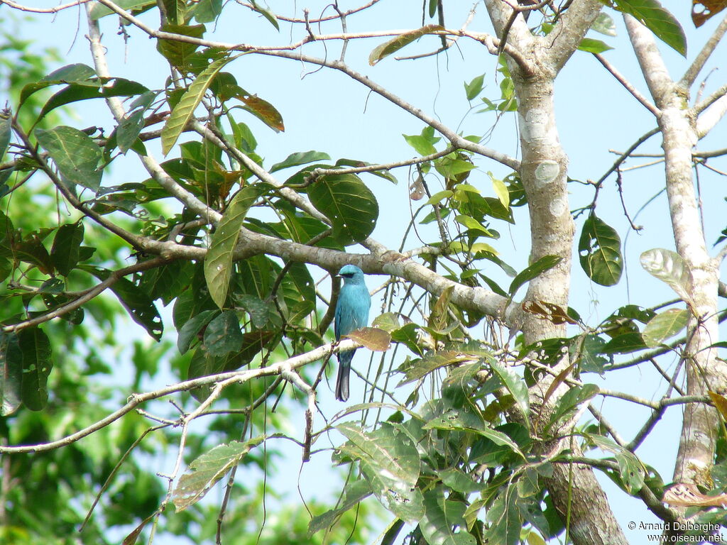 Verditer Flycatcher