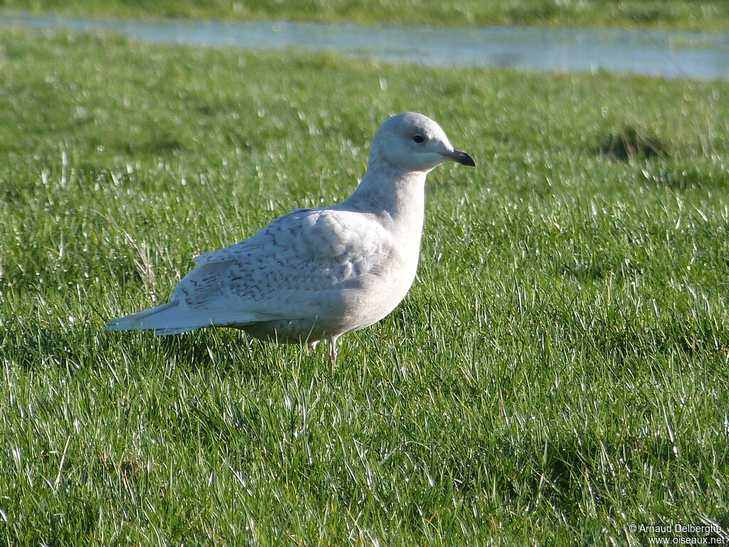 Goéland à ailes blanches