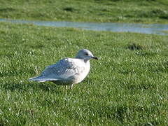 Iceland Gull