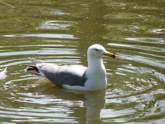 Black-tailed Gull