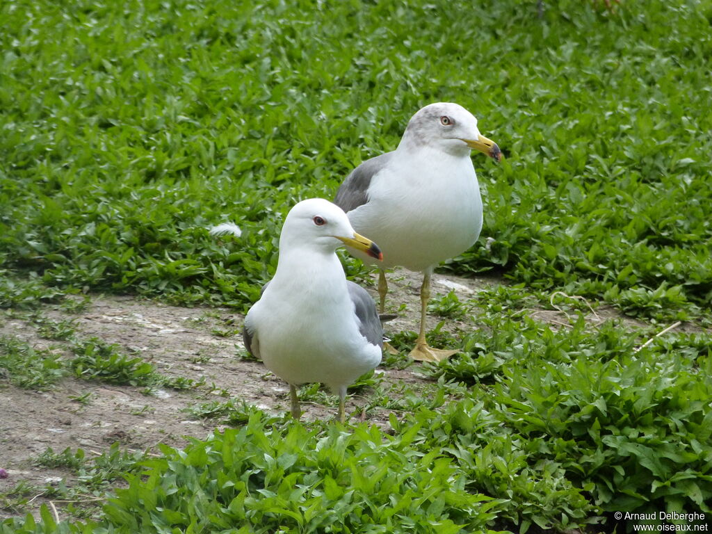 Black-tailed Gull