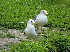 Black-tailed Gull