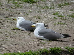 Black-tailed Gull