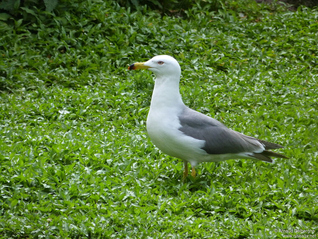 Black-tailed Gull