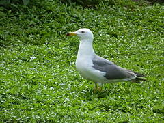 Black-tailed Gull