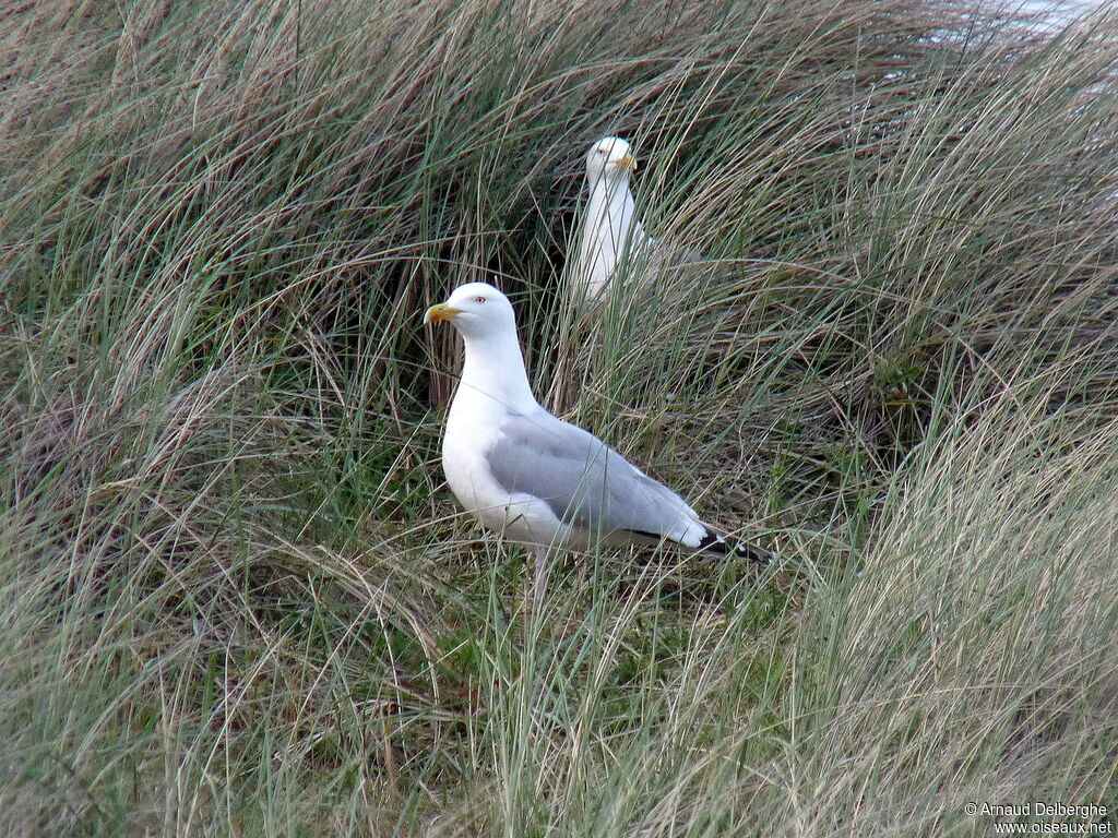 European Herring Gull