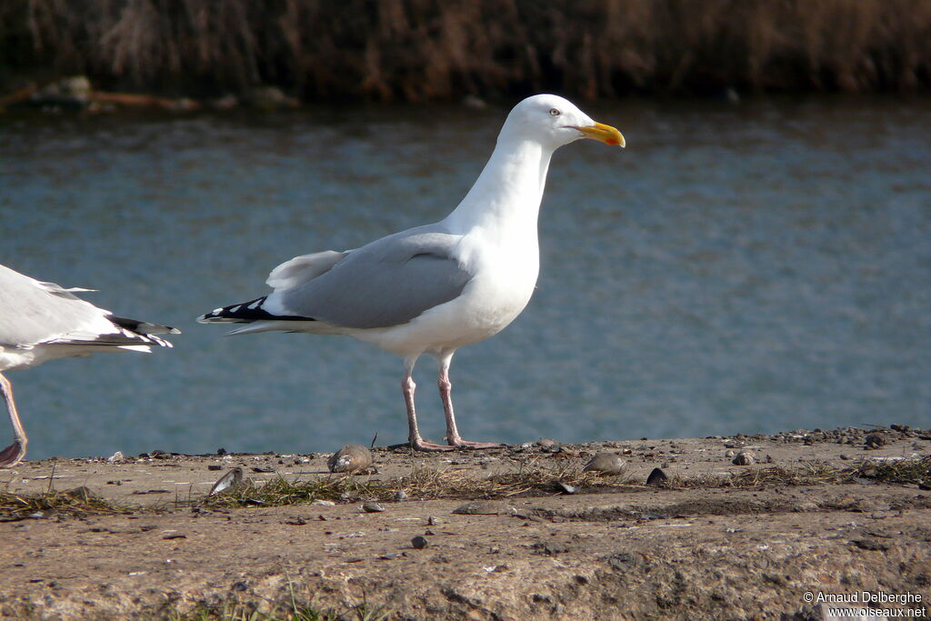 Goéland argenté