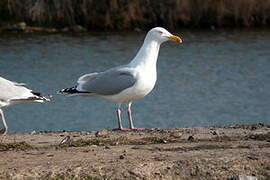 European Herring Gull