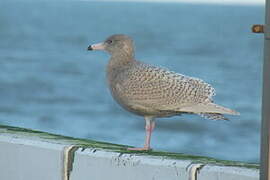 Glaucous Gull