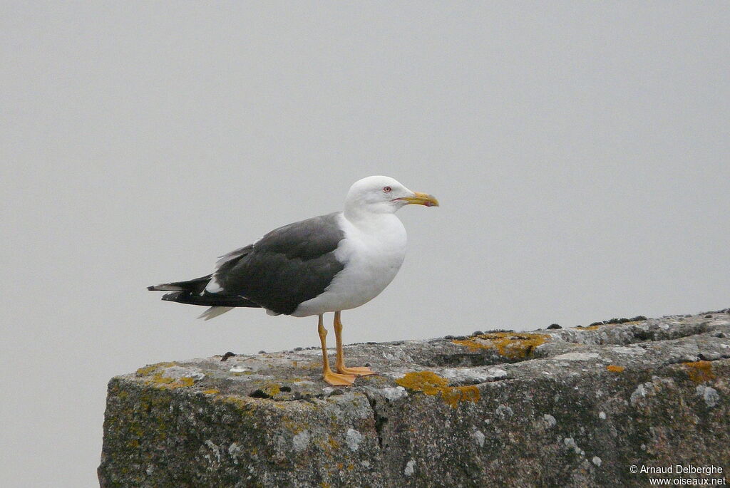 Lesser Black-backed Gull