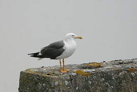 Lesser Black-backed Gull