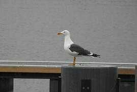 Lesser Black-backed Gull