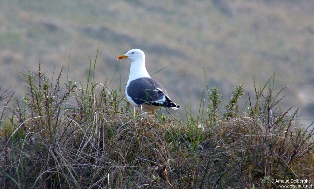 Lesser Black-backed Gull