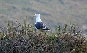 Lesser Black-backed Gull