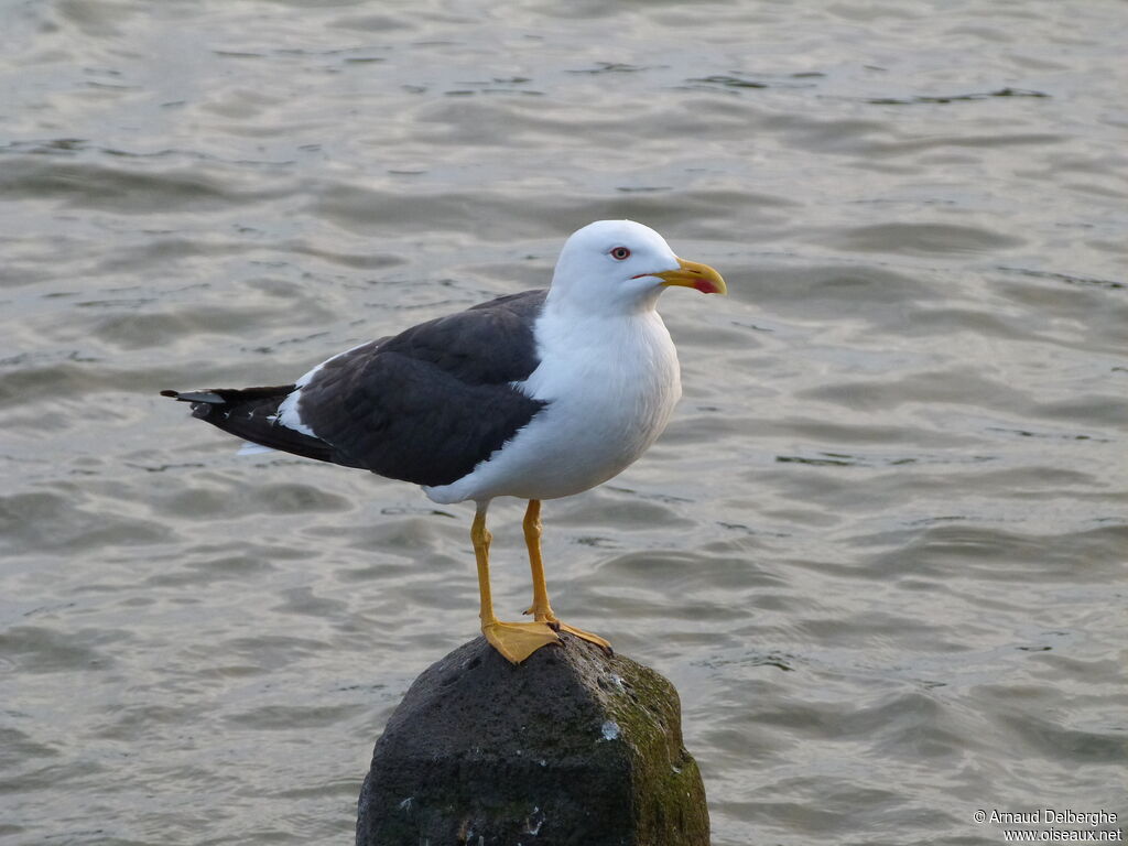 Lesser Black-backed Gull