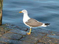 Lesser Black-backed Gull