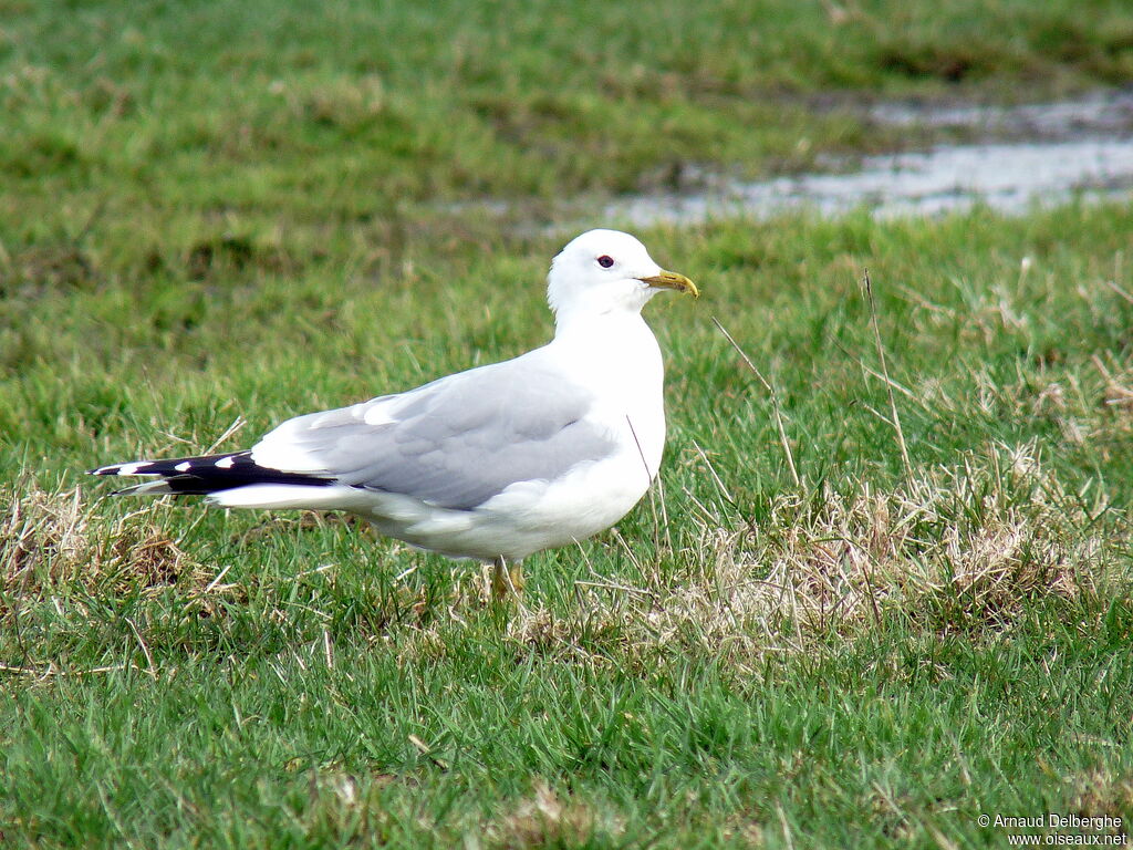 Goéland cendré