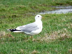 Mew Gull