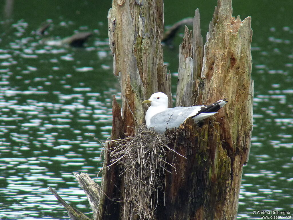 Mew Gull