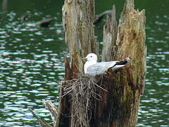 Mew Gull