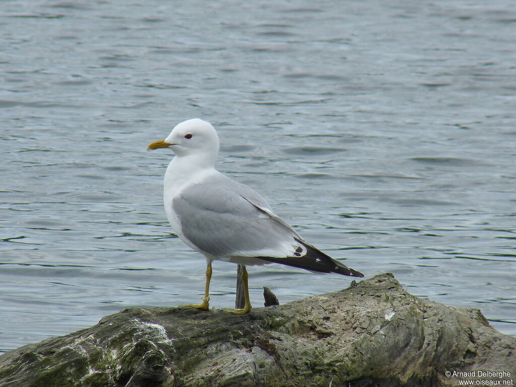 Mew Gull