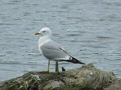 Common Gull