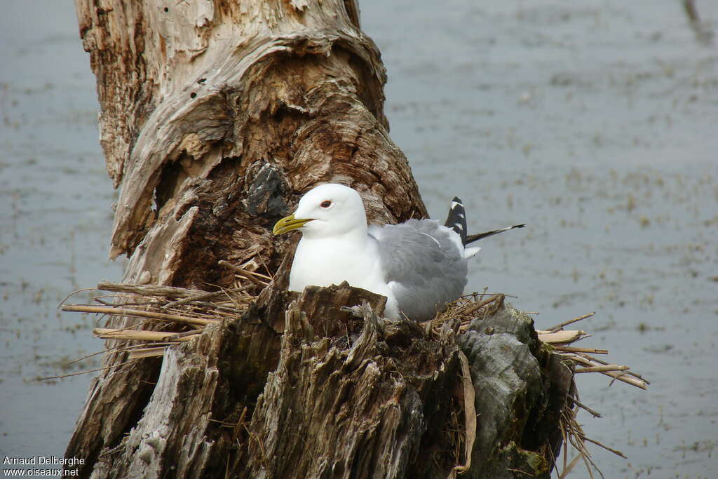 Common Gulladult breeding, Reproduction-nesting