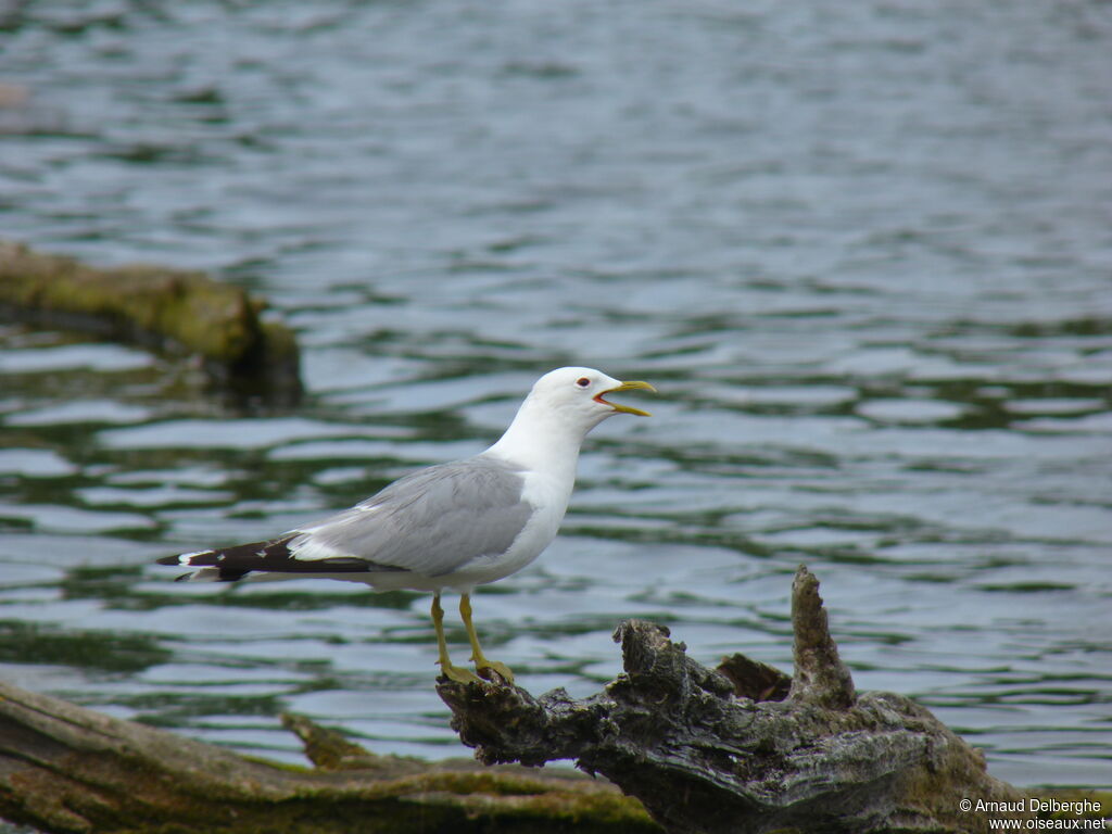 Mew Gull