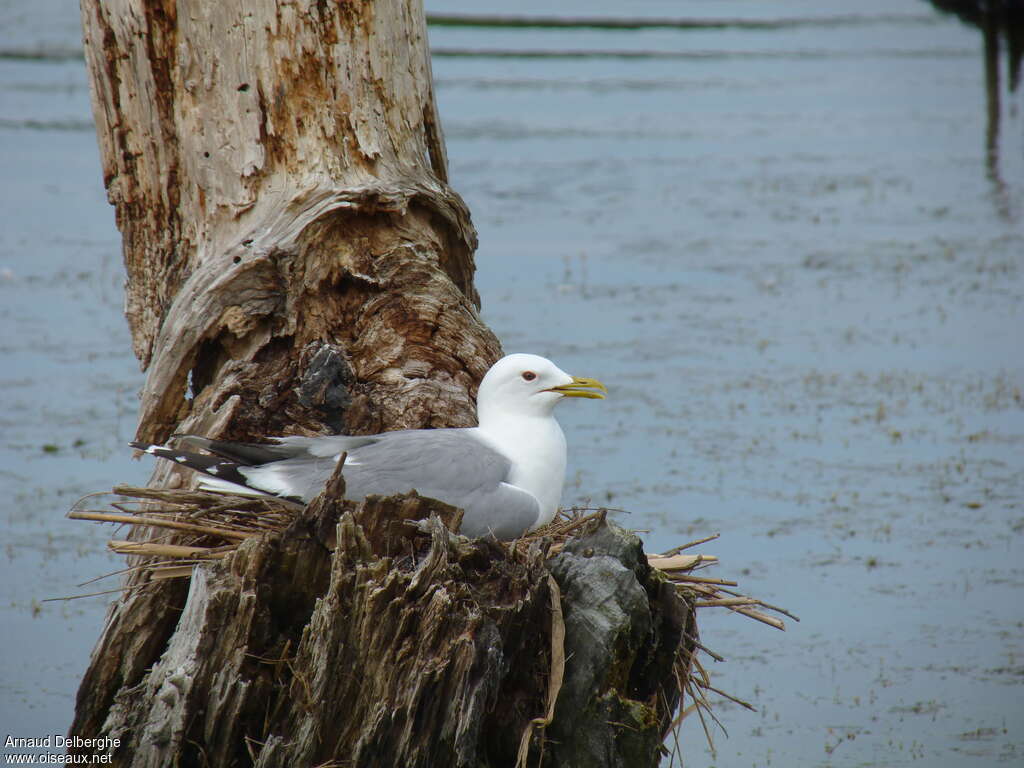 Common Gulladult breeding, Reproduction-nesting