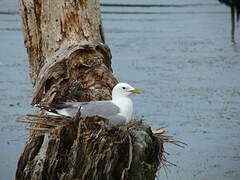 Mew Gull