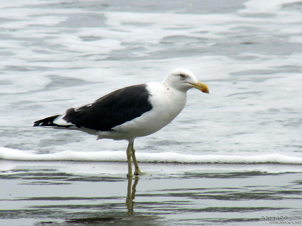 Kelp Gull