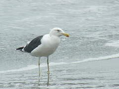 Kelp Gull