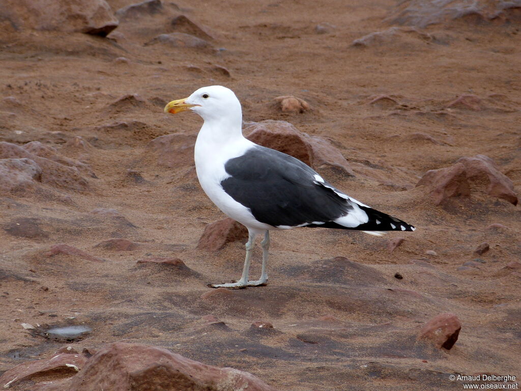 Goéland dominicain