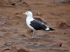 Kelp Gull