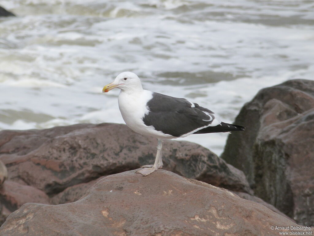 Kelp Gull