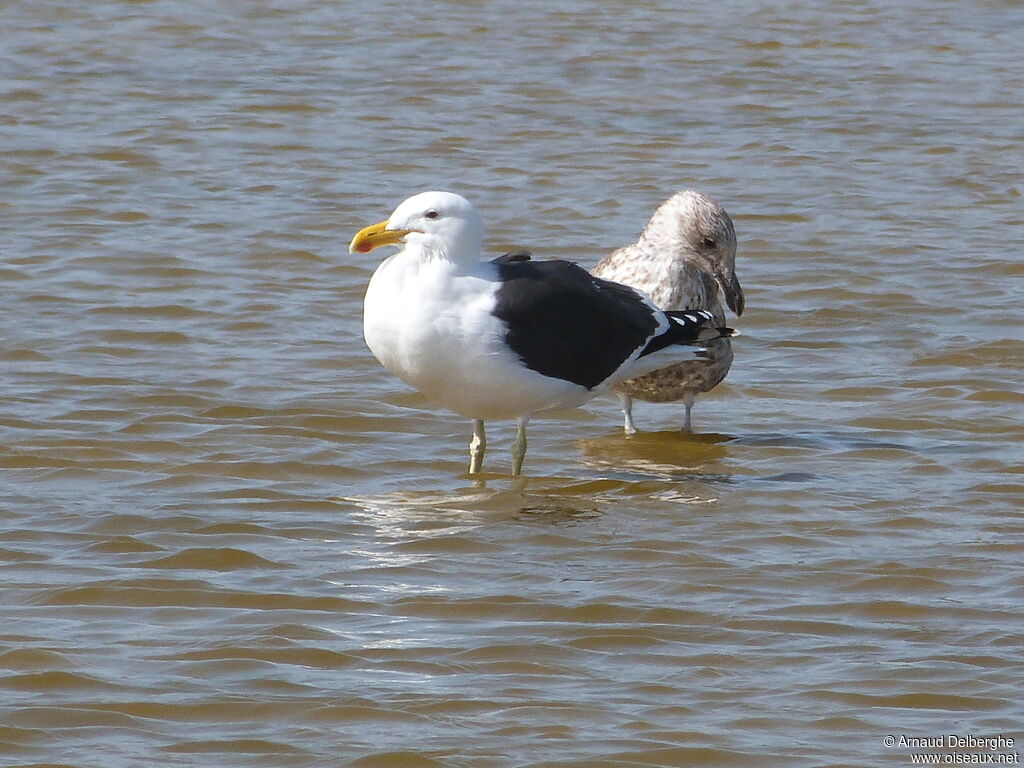 Kelp Gull