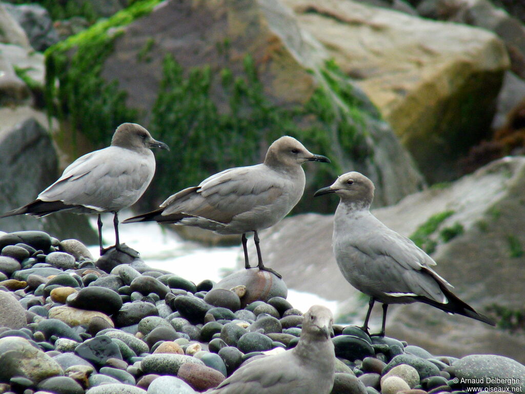 Grey Gull