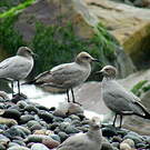 Goéland gris