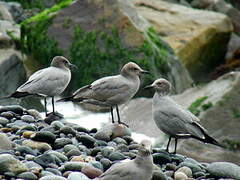 Goéland gris