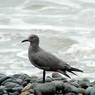 Goéland gris