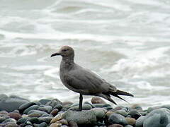 Grey Gull