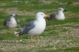 Yellow-legged Gull