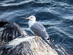 Yellow-legged Gull