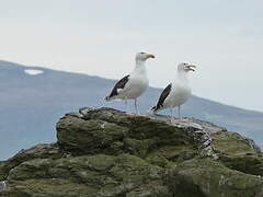 Great Black-backed Gull