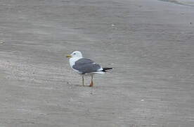 Caspian Gull