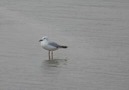 Slender-billed Gull