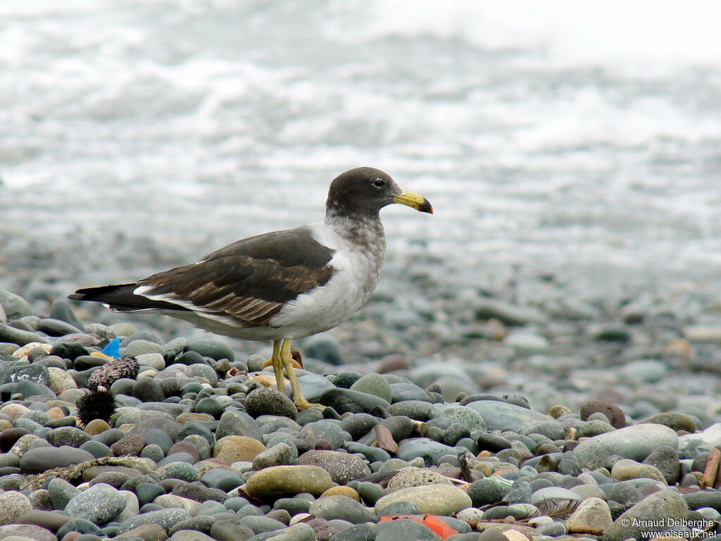 Belcher's Gull