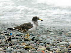 Belcher's Gull