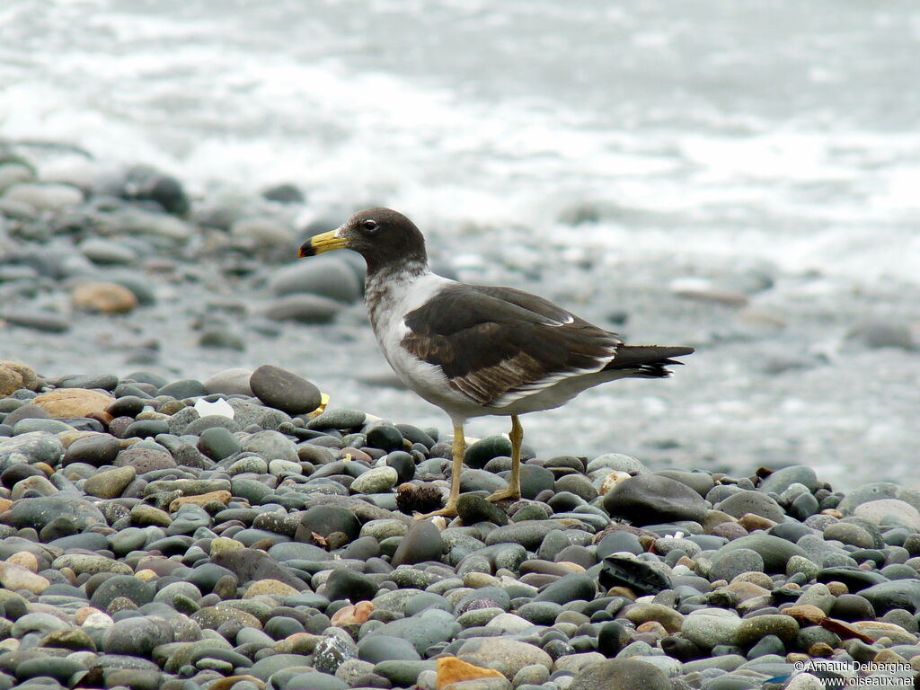 Belcher's Gull