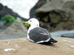 Belcher's Gull